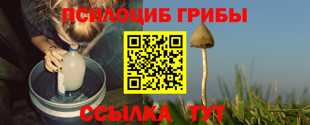 Псилоцибиновые грибы Cubensis Белгород